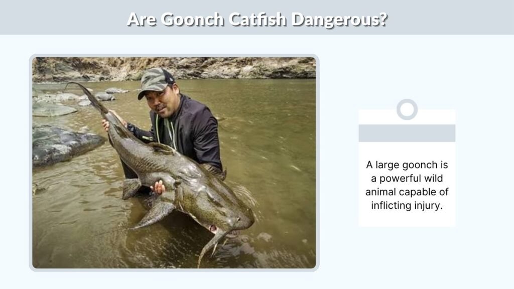 Are Goonch Catfish Dangerous?