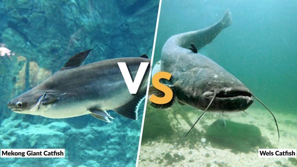 Mekong Giant Catfish vs Wels Catfish