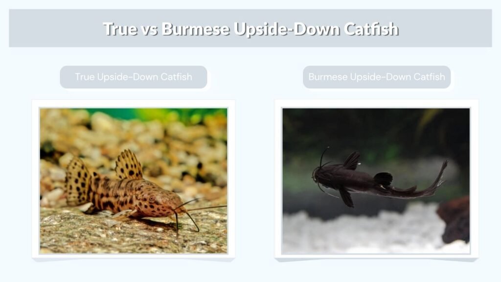 True vs Burmese Upside-Down Catfish