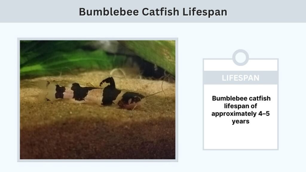 Bumblebee Catfish Lifespan