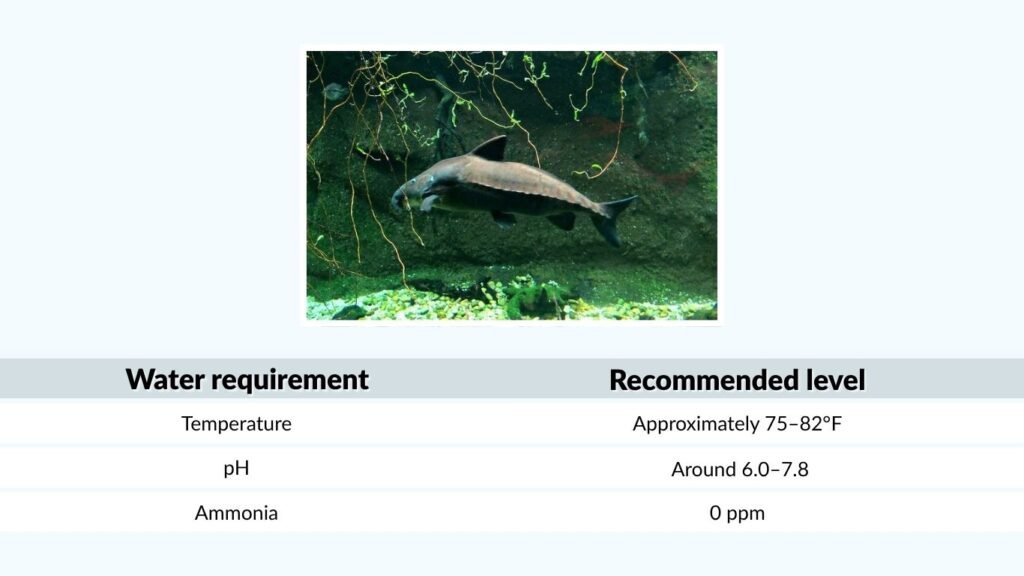 Ripsaw Catfish Aquarium Care and Tank Setup