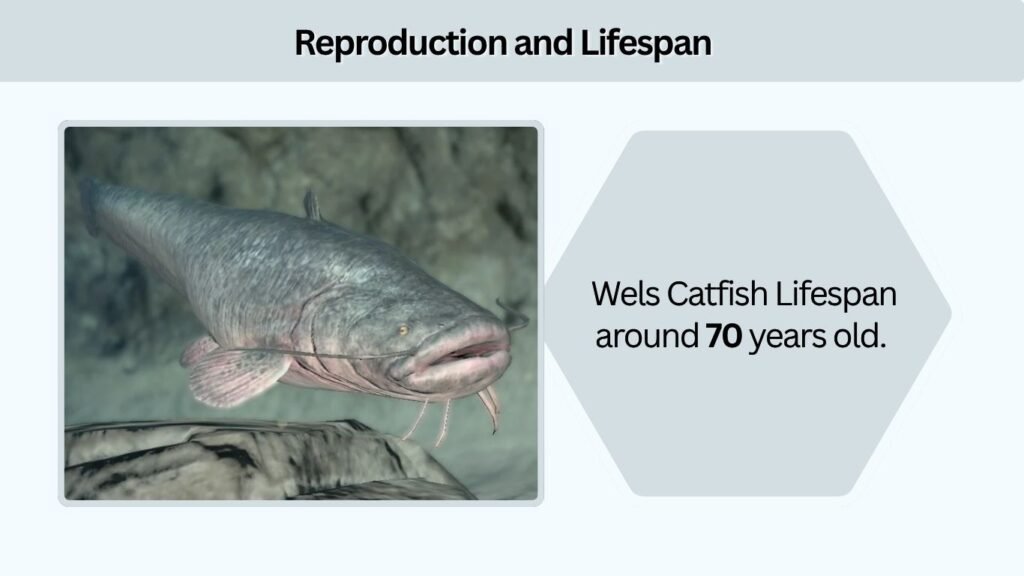 Reproduction and Lifespan