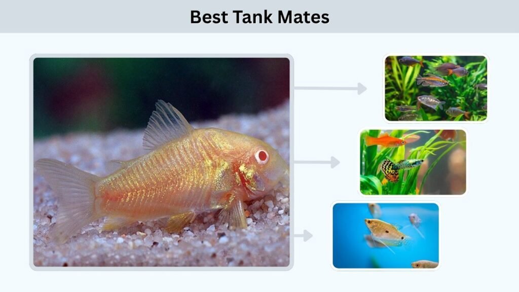 Best Tank Mates