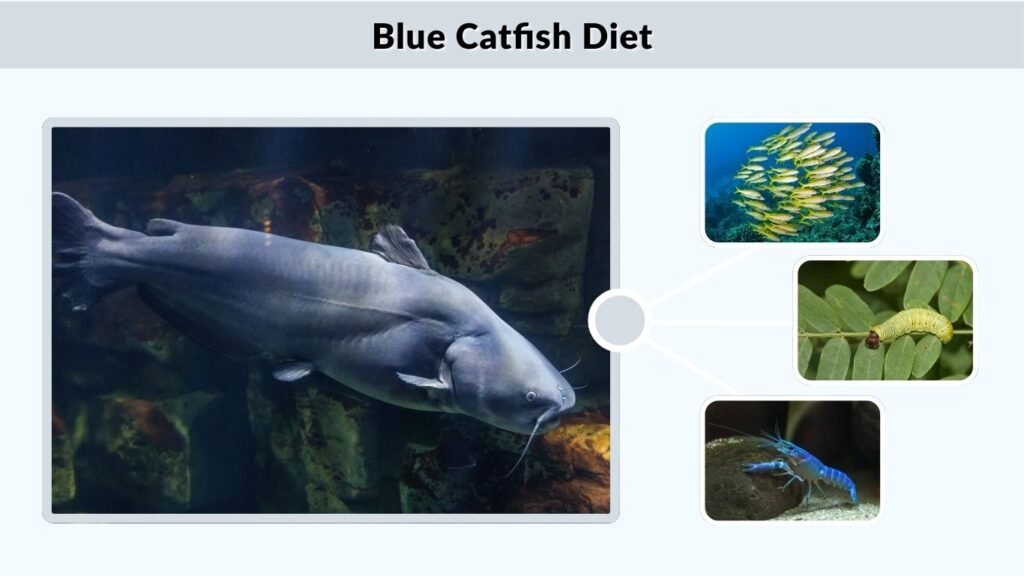 Blue Catfish Diet