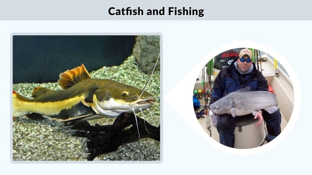 Catfish and Fishing
