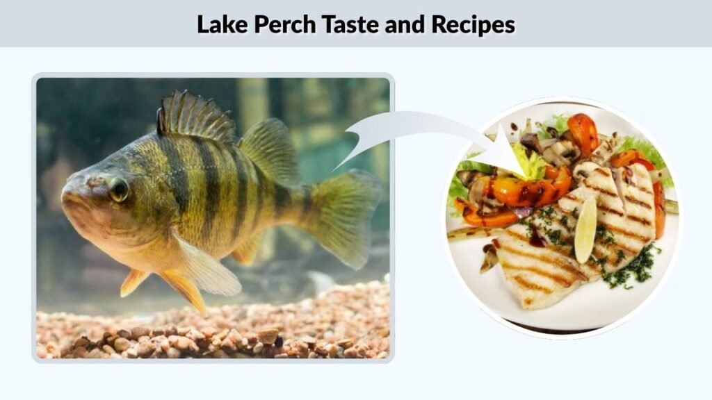Lake Perch Taste and Recipes