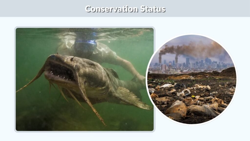 Conservation Status