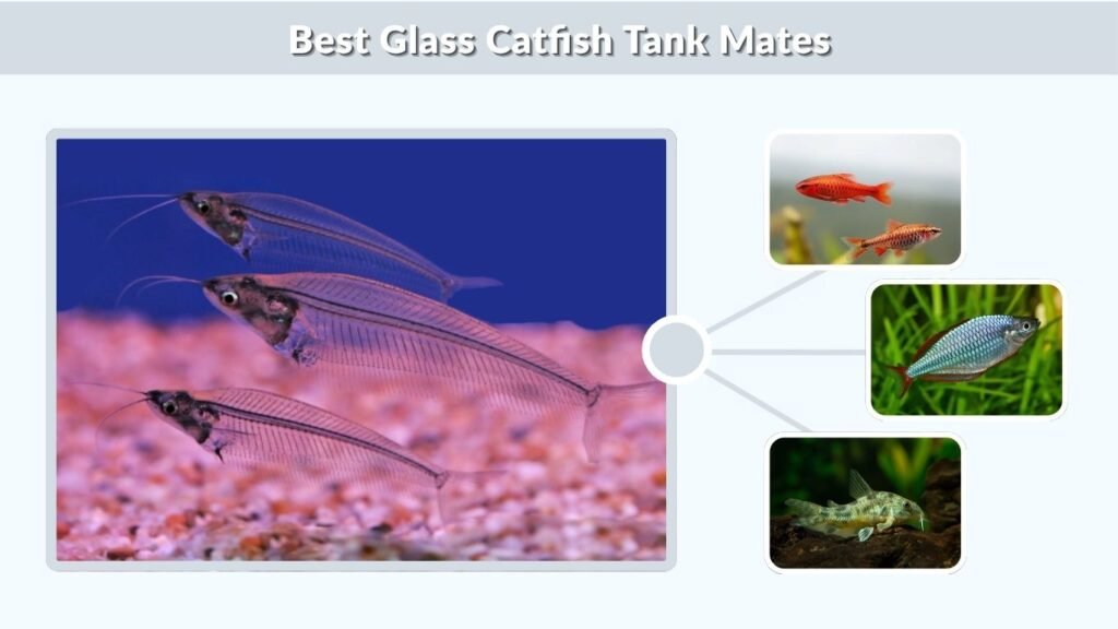 Best Glass Catfish Tank Mates