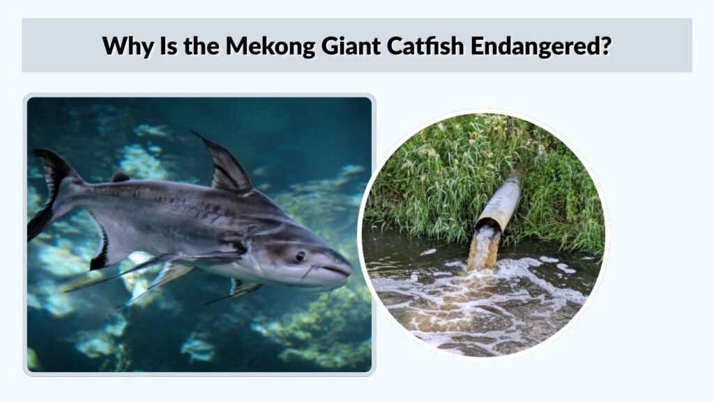 Why Is the Mekong Giant Catfish Endangered?