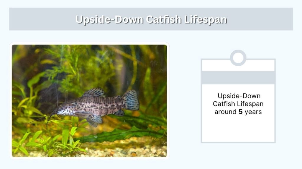 Upside-Down Catfish Lifespan