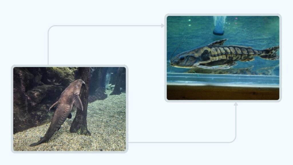 Niger vs. Irwini Ripsaw Catfish