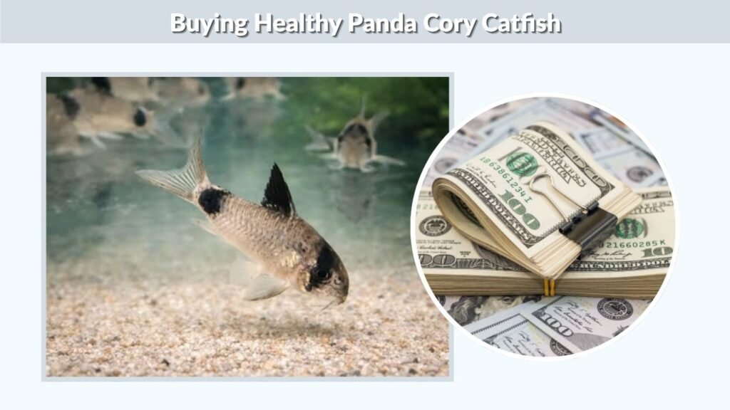 Buying Healthy Panda Cory Catfish