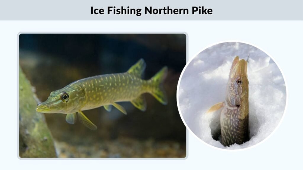 Ice Fishing Northern Pike