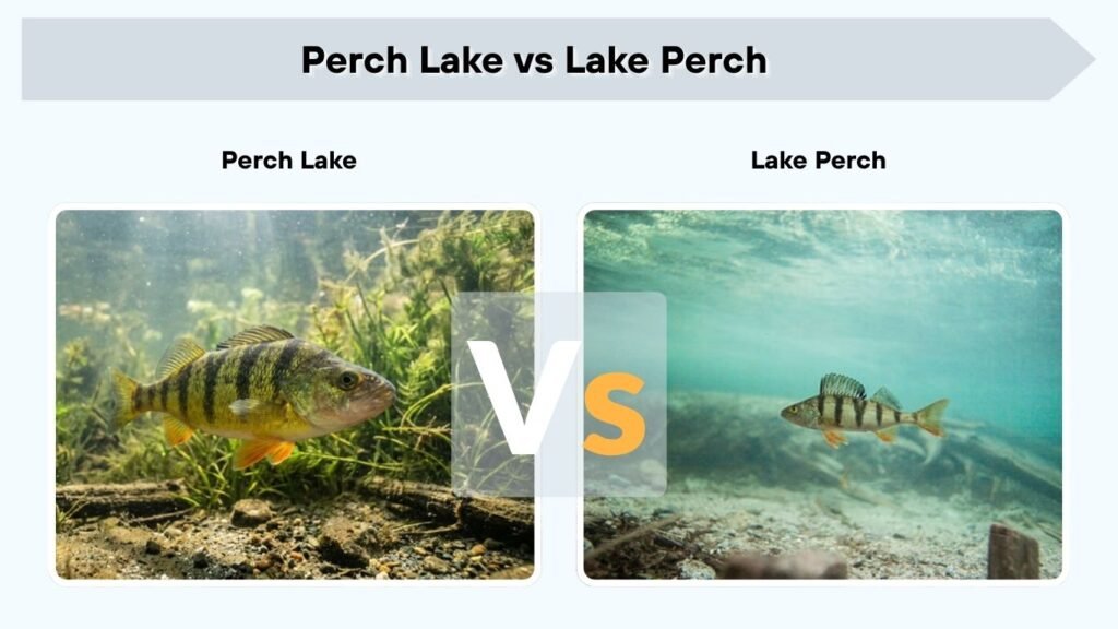 Perch Lake vs Lake Perch