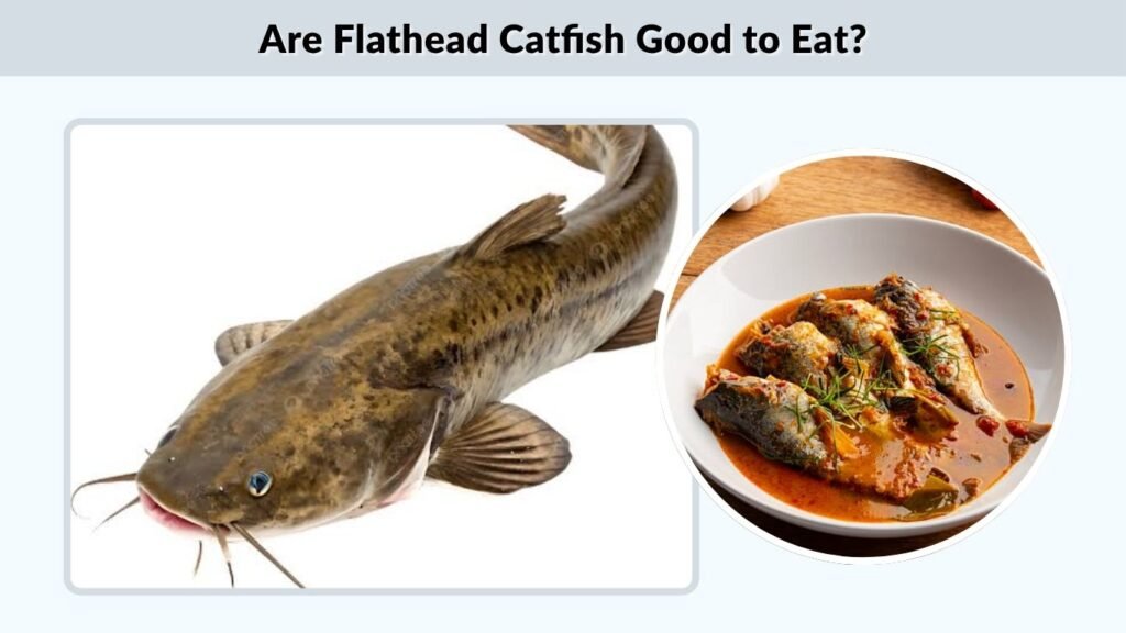 Are Flathead Catfish Good to Eat?