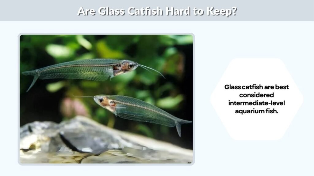 Are Glass Catfish Hard to Keep?