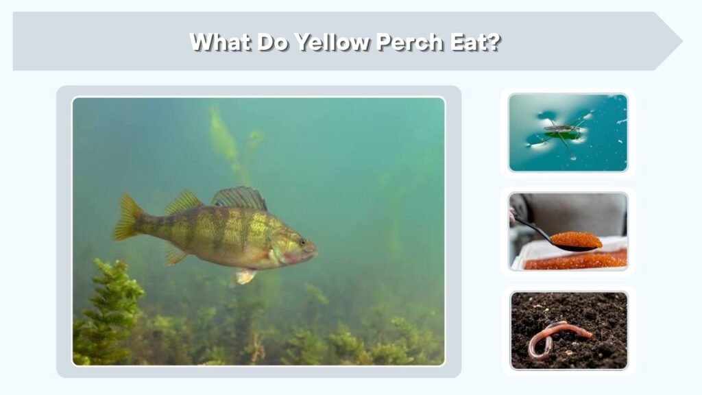 What Do Yellow Perch Eat?