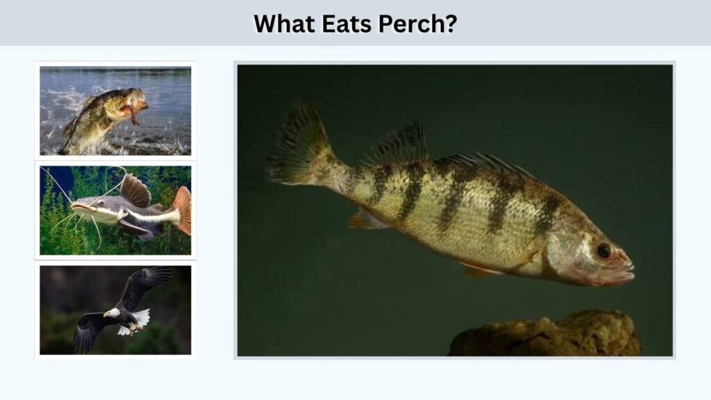 What Eats Perch?