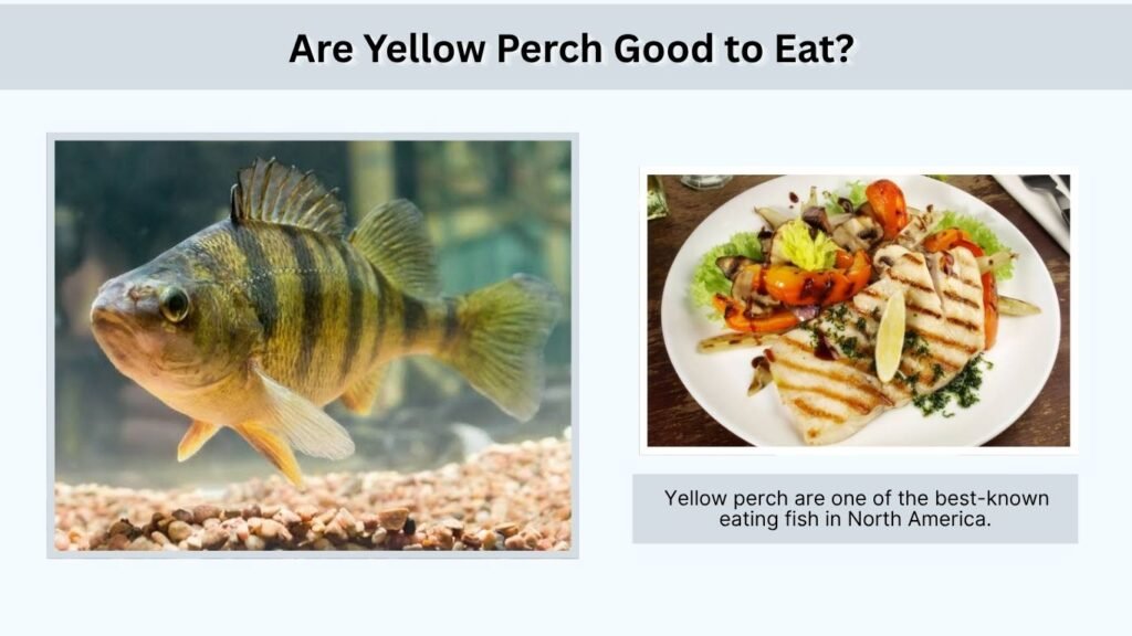 Are Yellow Perch Good to Eat?