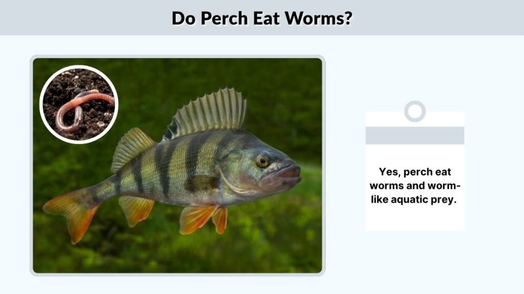 Do Perch Eat Worms?