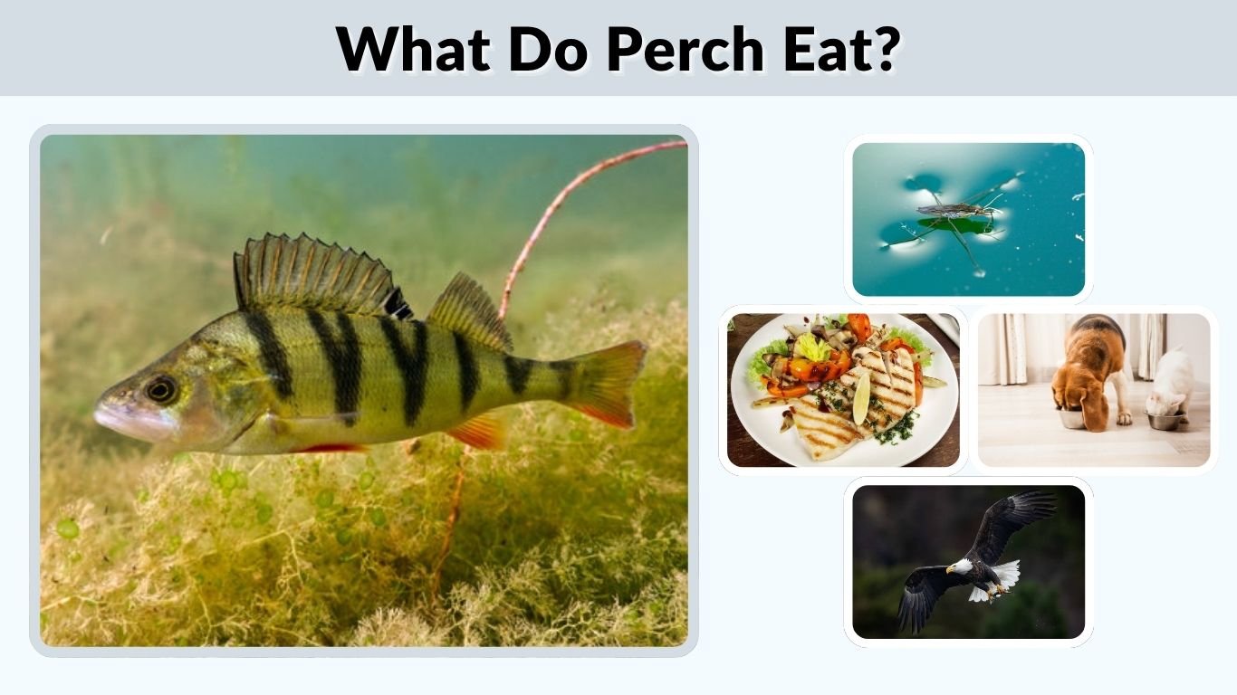 What Do Perch Eat? Diet, Bait, and Feeding Habits