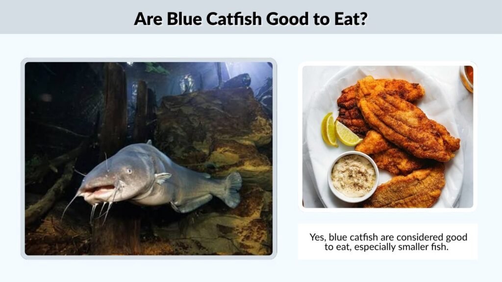 Are Blue Catfish Good to Eat?