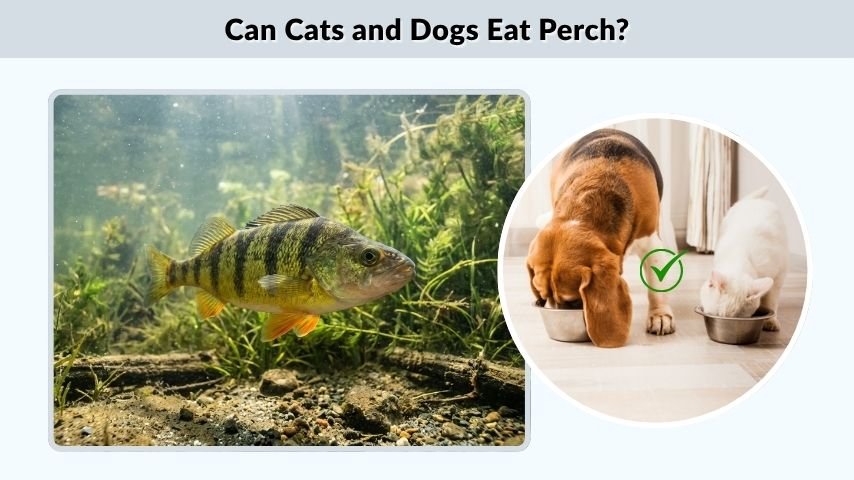 Can Cats and Dogs Eat Perch?