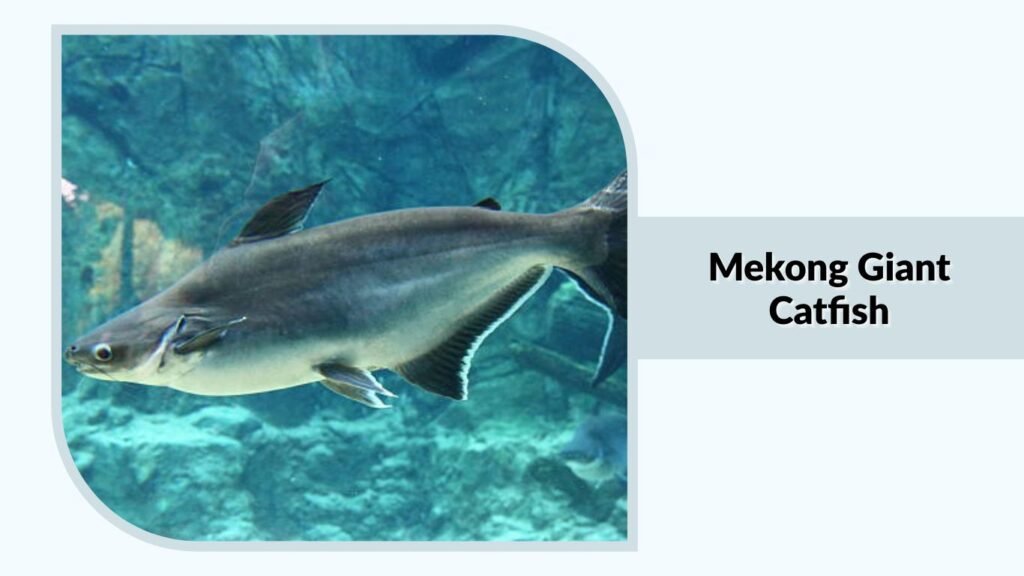 Mekong Giant Catfish