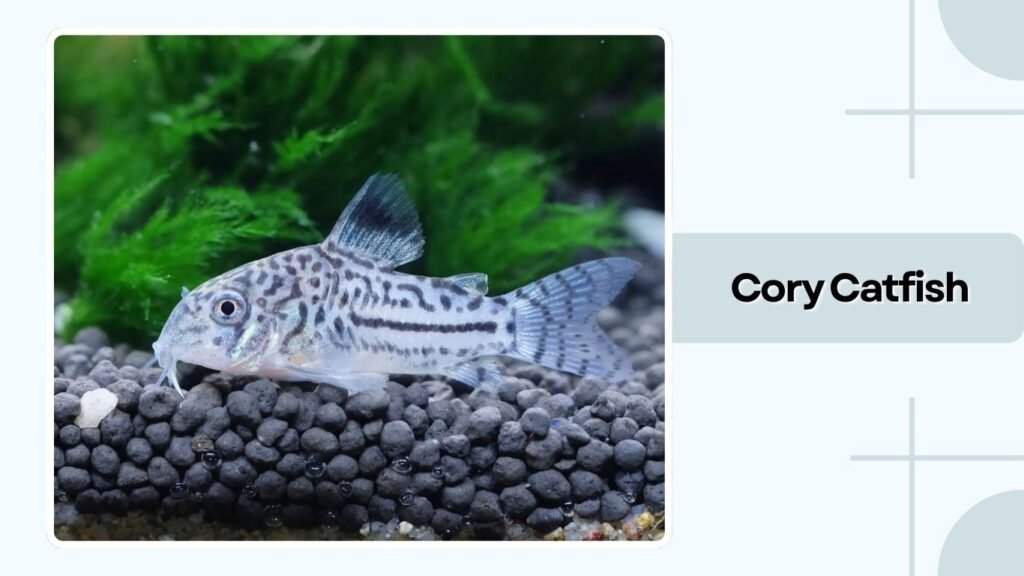Cory Catfish
