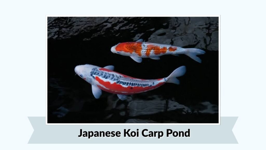 Japanese Koi Carp Pond