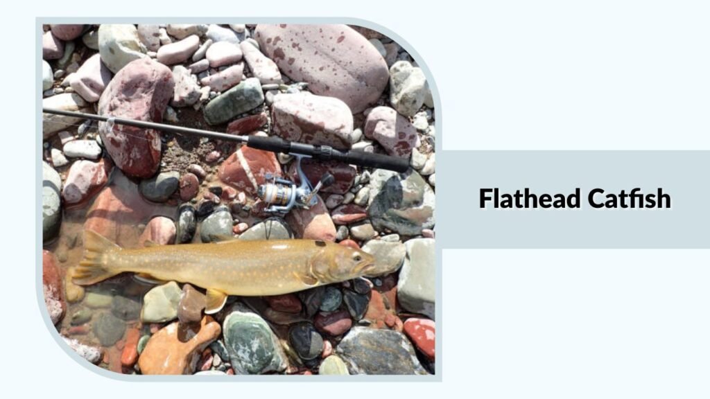 Flathead Catfish