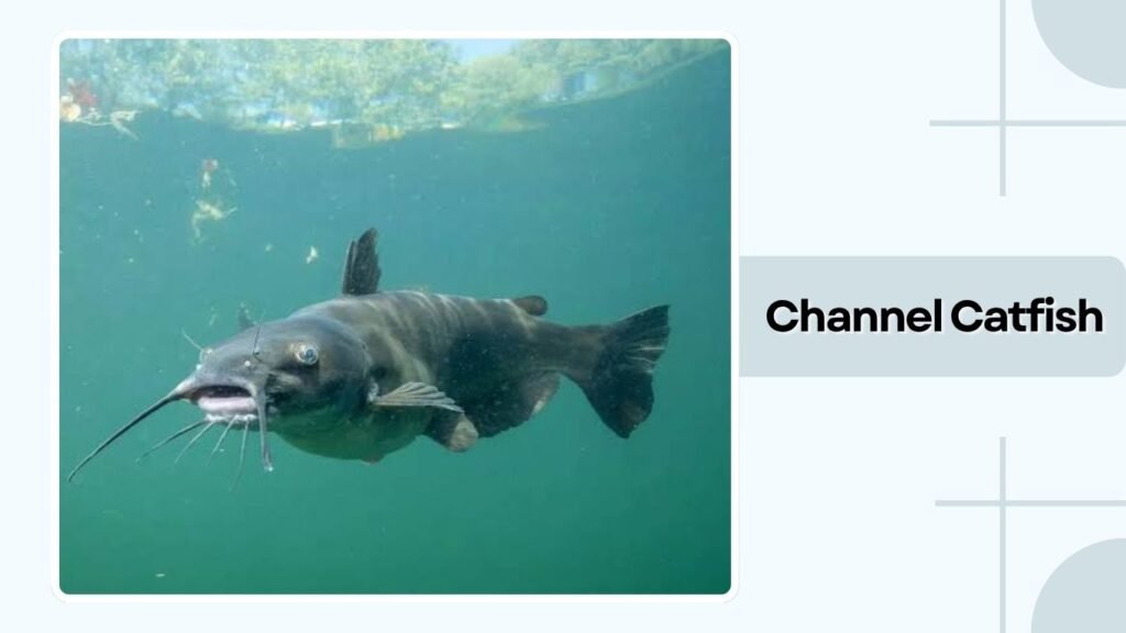 Channel Catfish