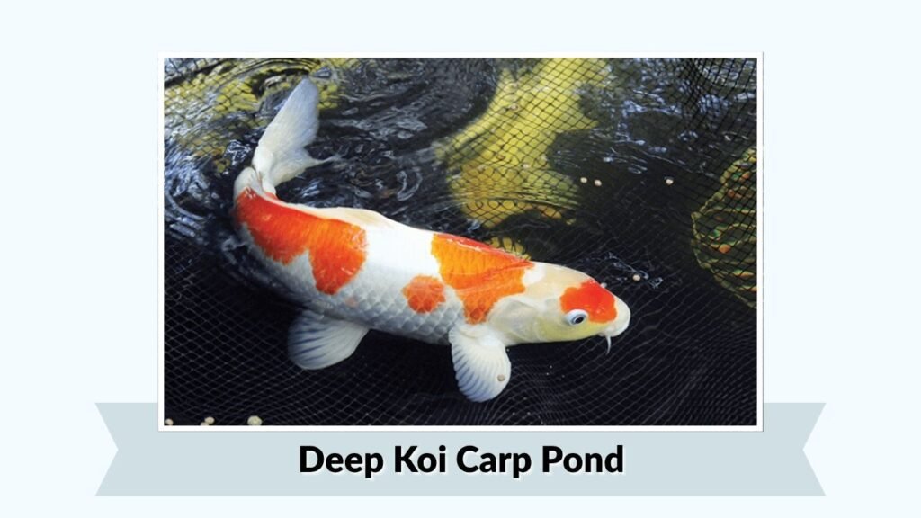 Deep Koi Carp Pond