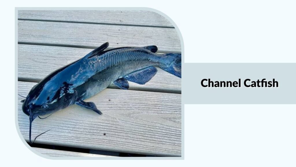 Channel Catfish