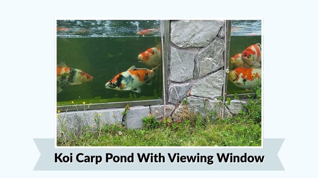 Koi Carp Pond With Viewing Window