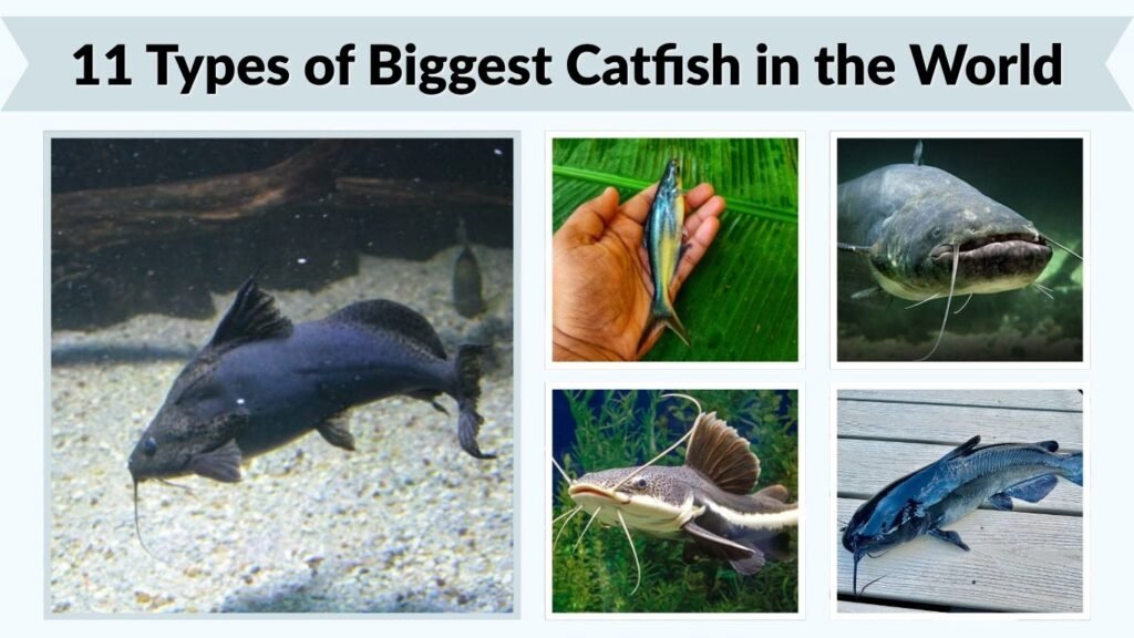 11 Types of Biggest Catfish in the World: Size and Records