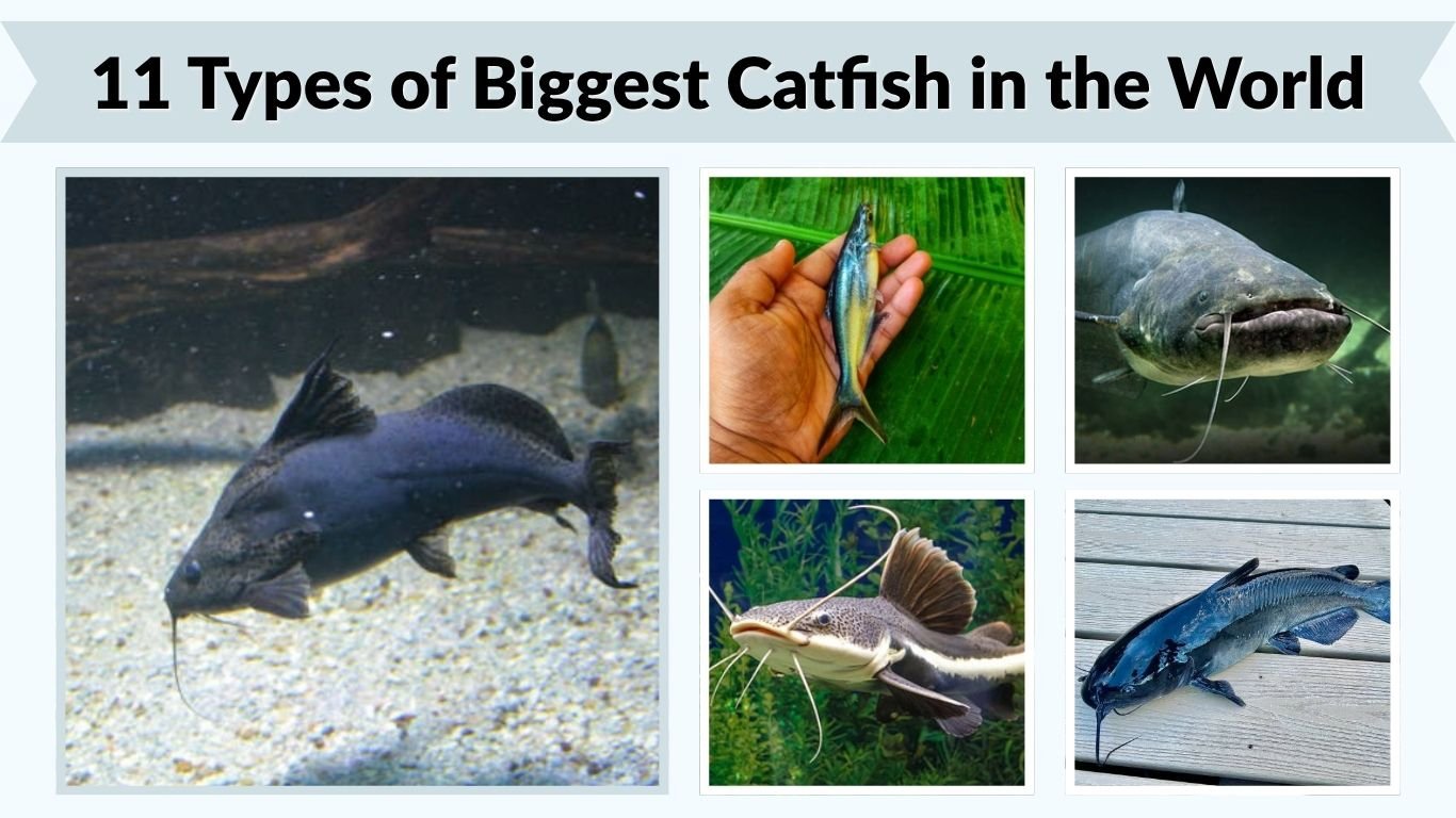 11 Types of Biggest Catfish in the World: Size and Records