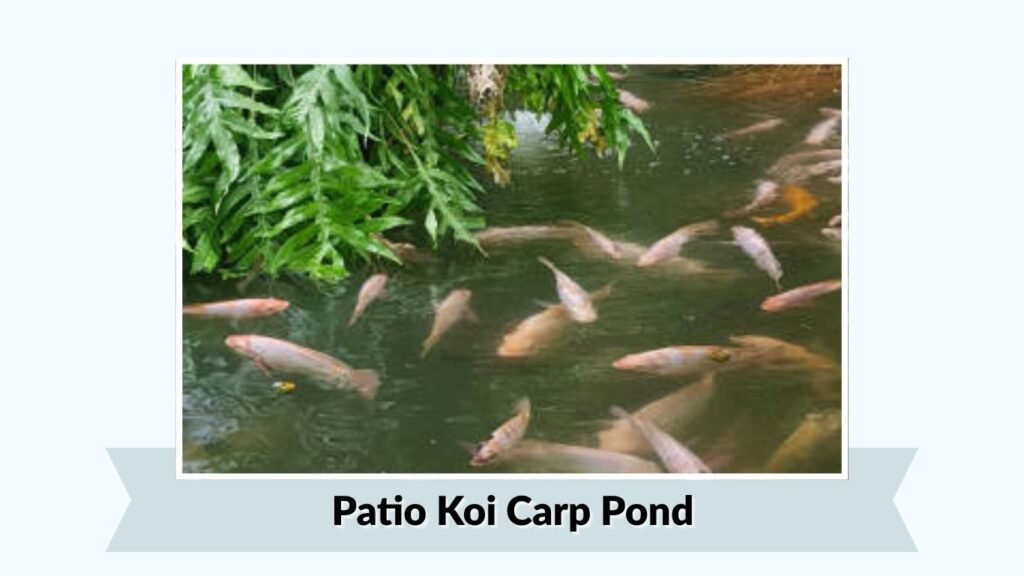 Patio Koi Carp Pond