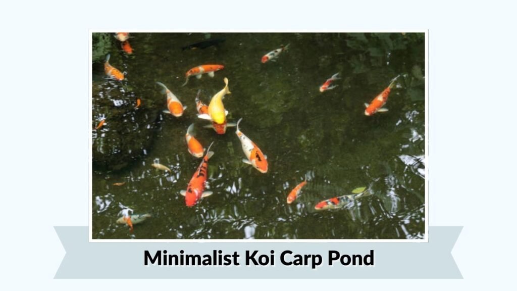Minimalist Koi Carp Pond
