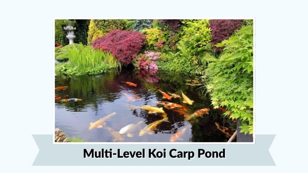 Multi-Level Koi Carp Pond