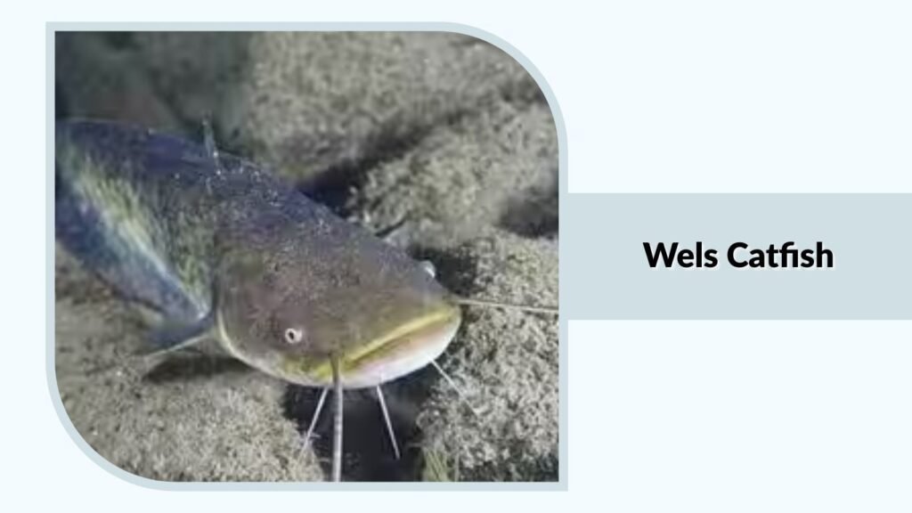 Wels Catfish