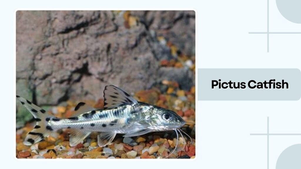 Pictus Catfish