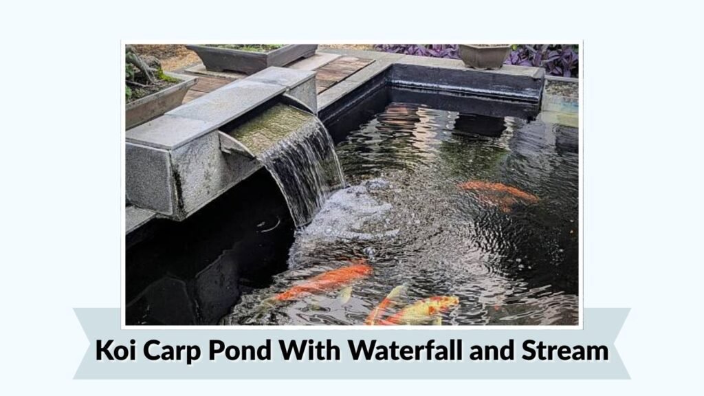 Koi Carp Pond With Waterfall and Stream
