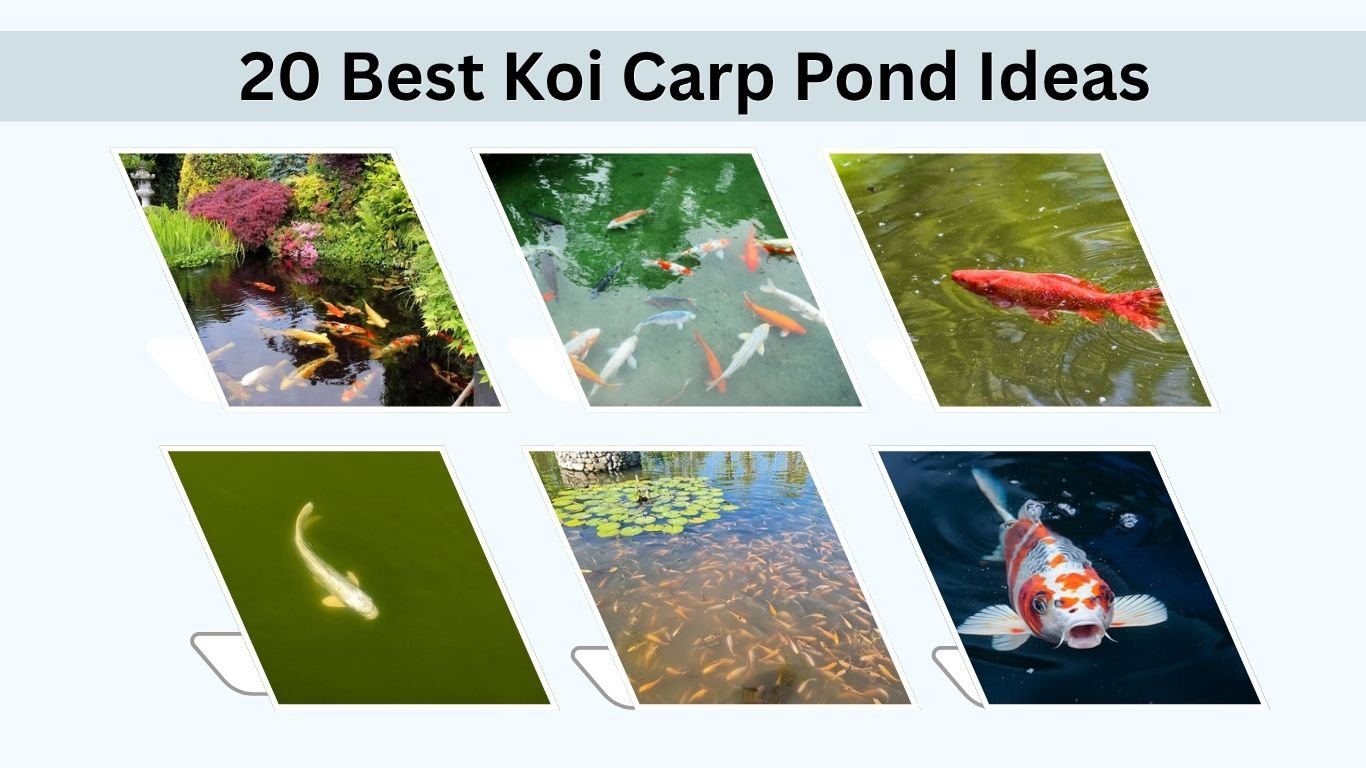 20 Best Koi Carp Pond Ideas: Designs, Size & Setup