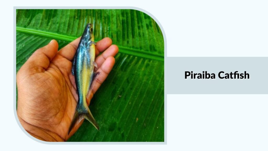 Piraiba Catfish