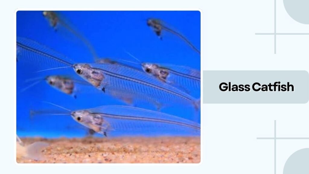 Glass Catfish