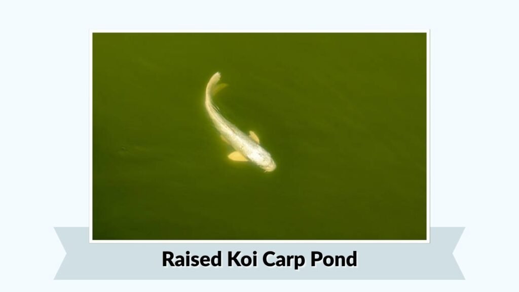 Raised Koi Carp Pond