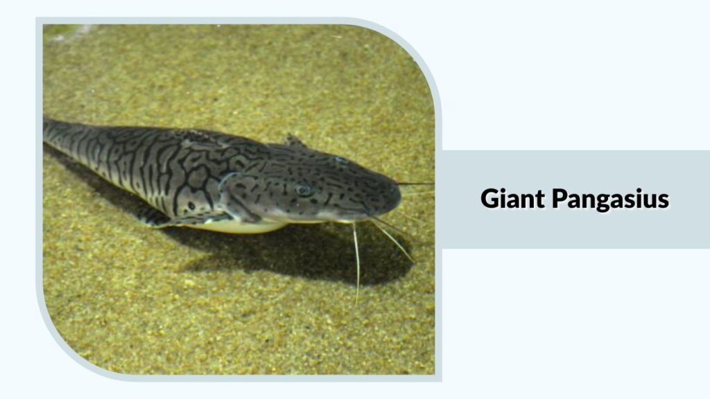 Giant Pangasius