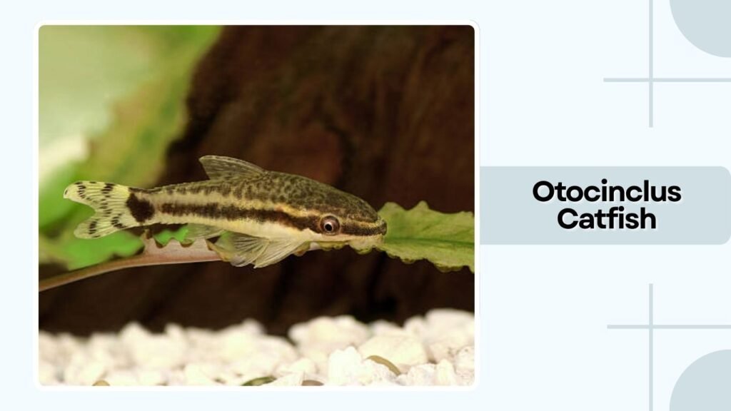  Otocinclus Catfish