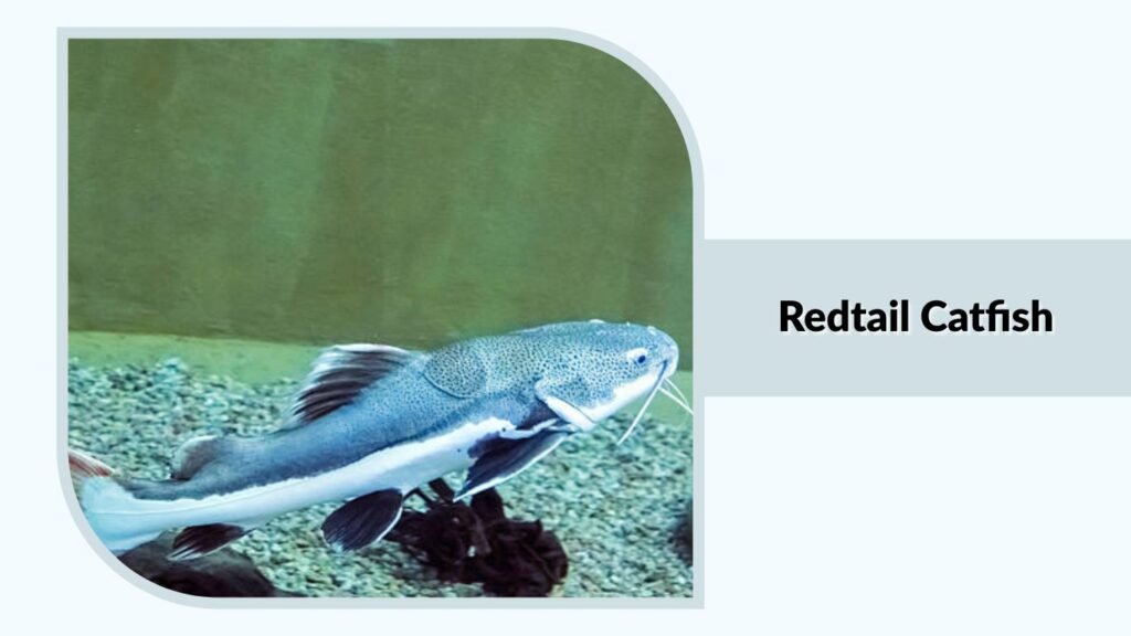 Redtail Catfish